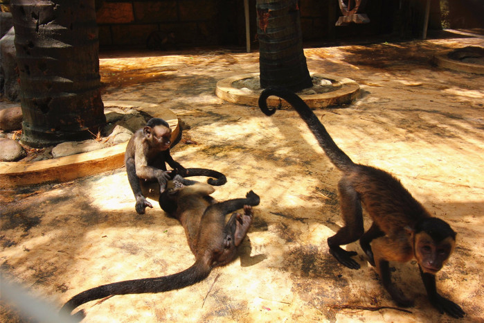 带着寻宝记游遍祖国大好河山,带着挖机去海边度假