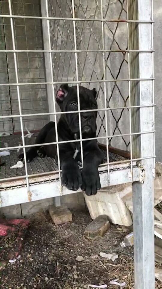 卡斯罗犬2000三条真便宜,3000多的卡斯罗