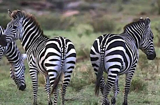 2017BLACKYAK牛人牛队-登顶非洲之巅