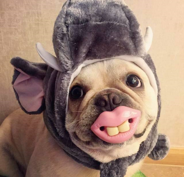 犬体内驱虫药多少钱,体外驱虫药推荐