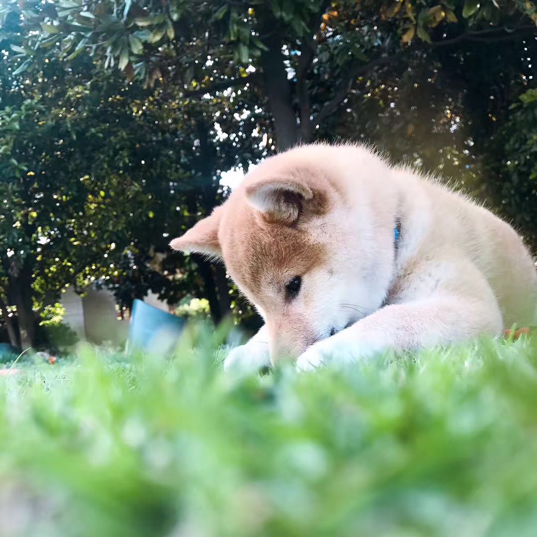 有一种担心叫心疼和愧疚,有人说柴犬是土狗该怎么办