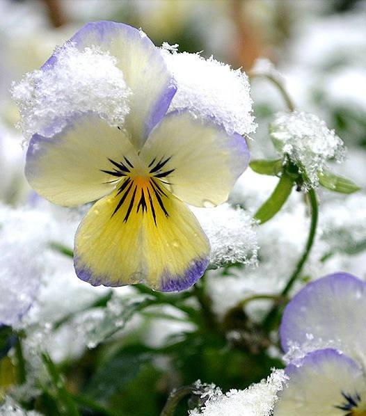 三色堇的养殖方法和注意事项,三色堇花大全