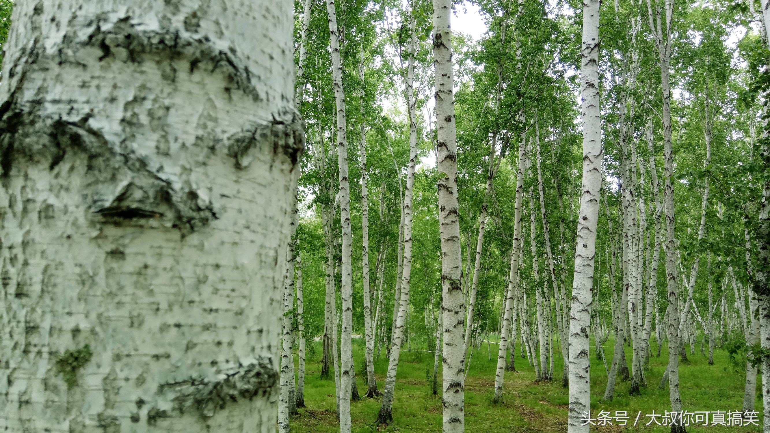 你所不知道的内蒙古牛肉干,内蒙古呼伦贝尔特产有哪些