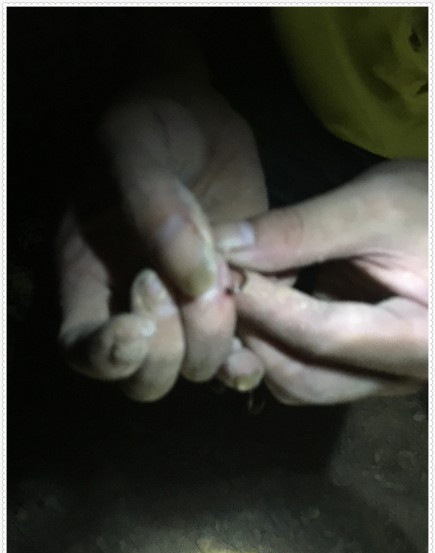 水库钓鱼捕鱼,水库钓的鱼身上有伤是怎么回事