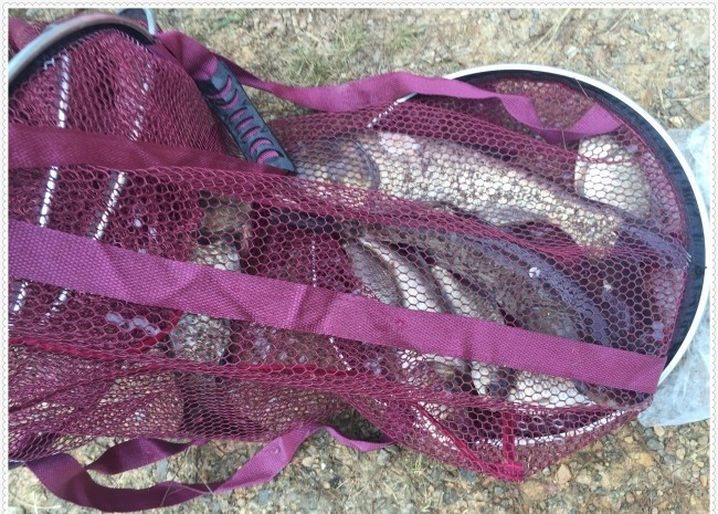 水库钓鱼捕鱼,水库钓的鱼身上有伤是怎么回事