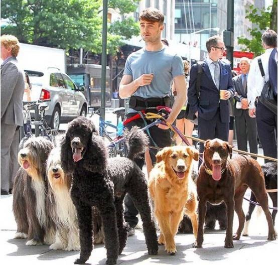 没有对比就没有伤害狗狗视频,没有对比就没有伤害狗子