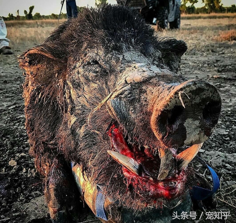 獠牙就是勋章，血染白甲的杜高犬，为狩猎而生，为狩猎而死