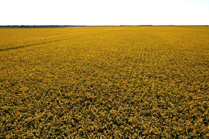 中国大米种植历史,中国大米是谁发明的