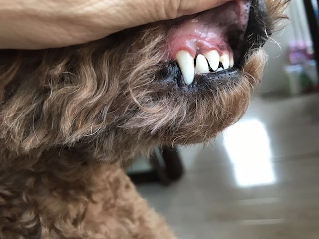 在家狗狗牙结石怎样去除最有效,狗狗牙结石口臭