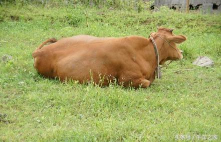 养牛各种痢疾治疗,养牛胃肠疾病怎么治