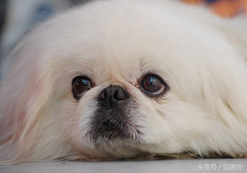 北京名犬京巴犬,皇室的北京犬