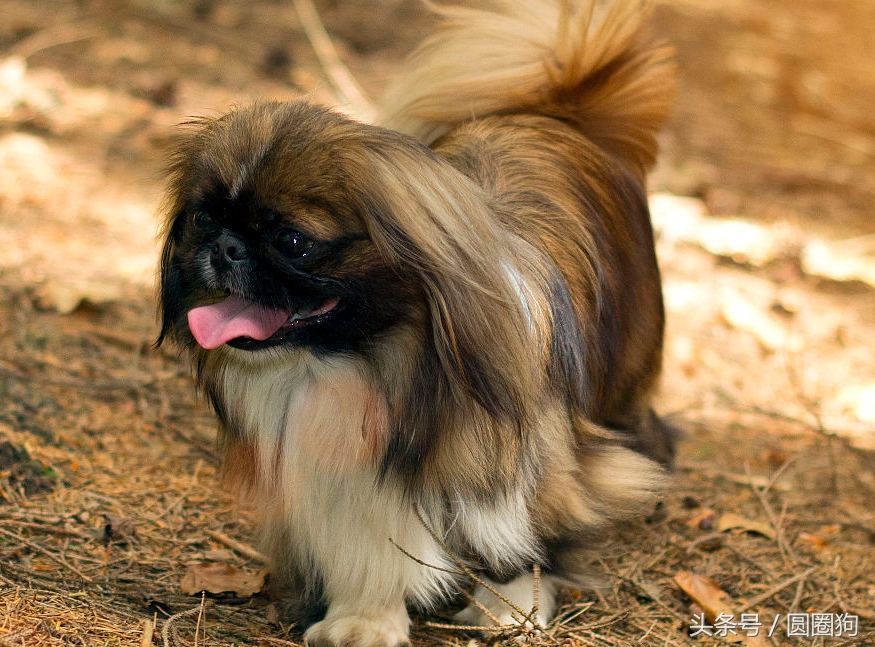 北京名犬京巴犬,皇室的北京犬