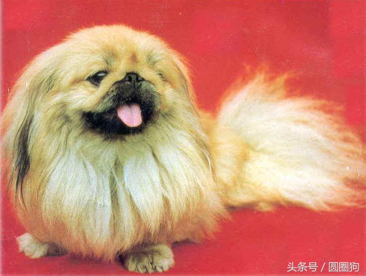 北京名犬京巴犬,皇室的北京犬