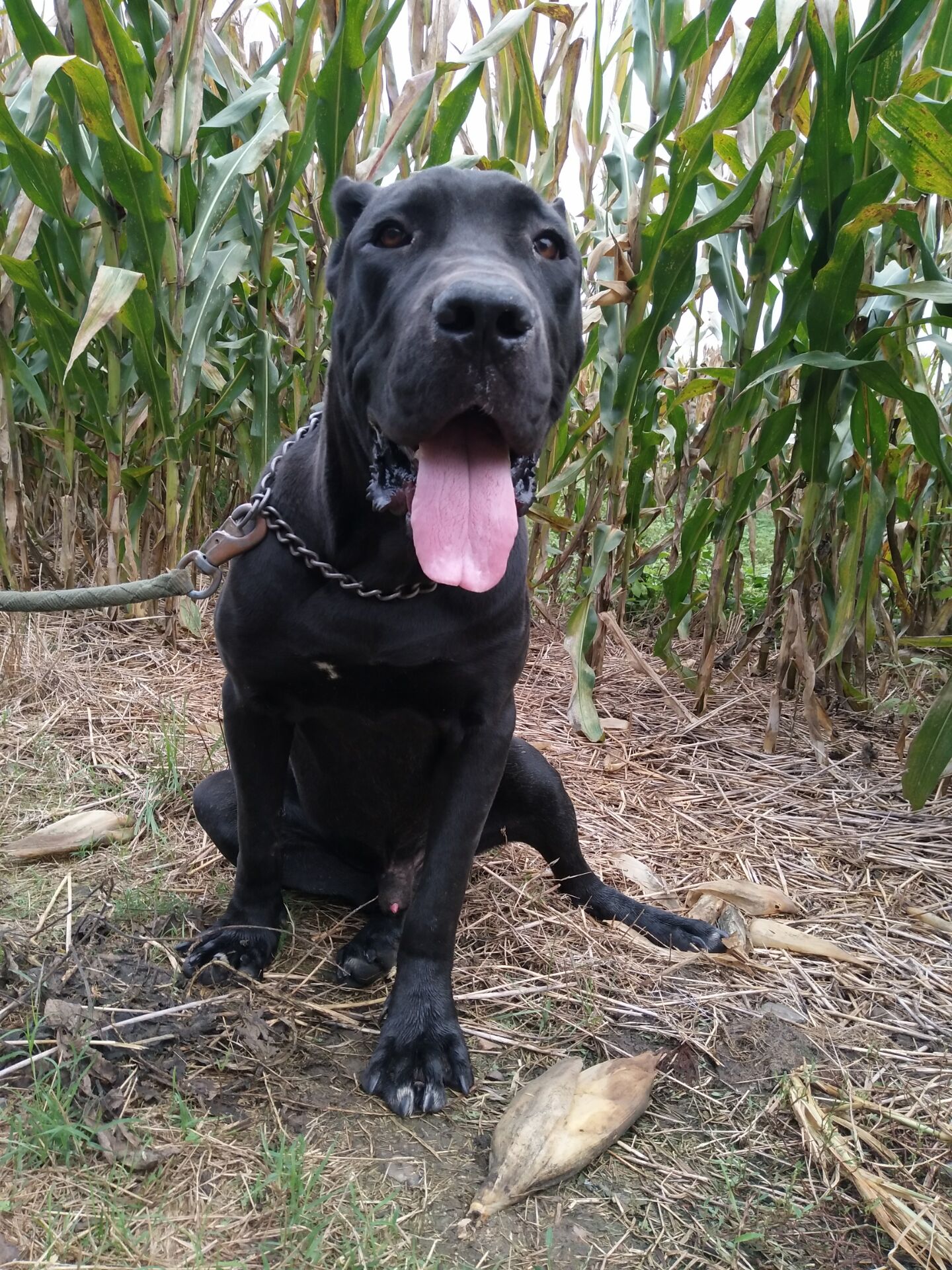 卡斯罗犬2000三条真便宜,3000多的卡斯罗