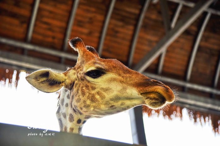 天堂很远中国很近,天堂很远扎西尼玛