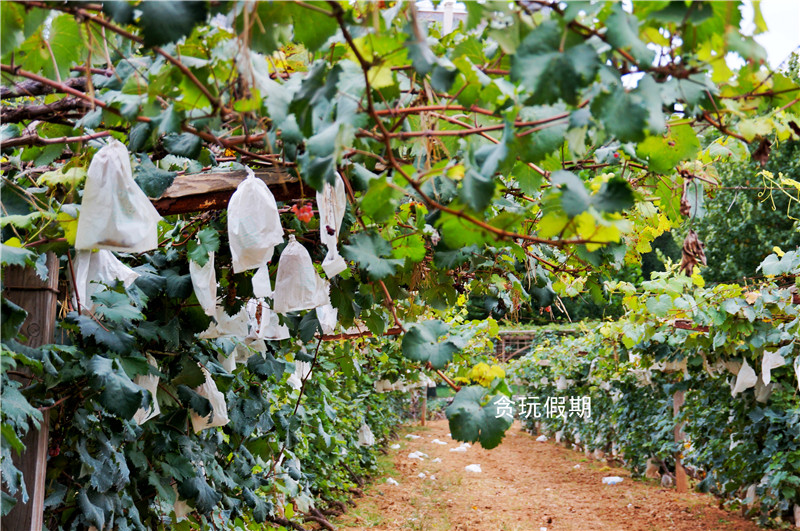 张裕爱斐堡国际酒庄广告视频,张裕爱斐堡酒庄最佳旅游时间
