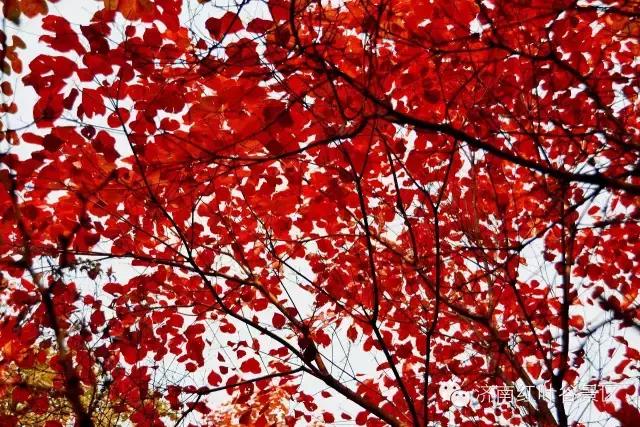 济南有露台的房子,济南恒大帝景空中别墅