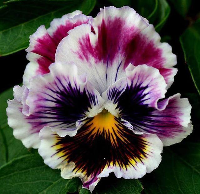 三色堇的养殖方法和注意事项,三色堇花大全