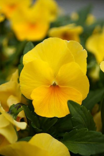 三色堇的养殖方法和注意事项,三色堇花大全