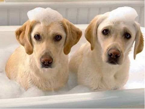 没有对比就没有伤害狗狗视频,没有对比就没有伤害狗子