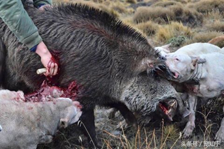 獠牙就是勋章，血染白甲的杜高犬，为狩猎而生，为狩猎而死