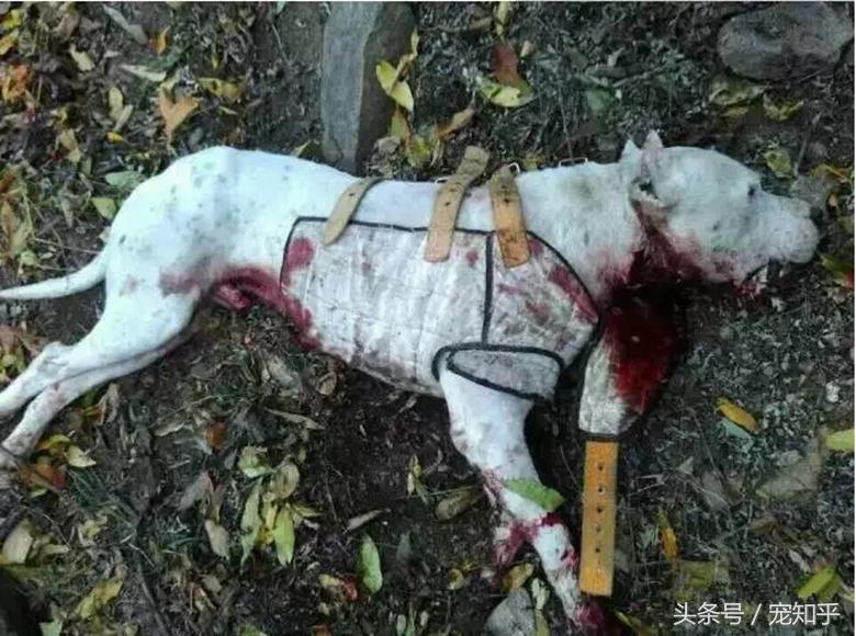 獠牙就是勋章，血染白甲的杜高犬，为狩猎而生，为狩猎而死