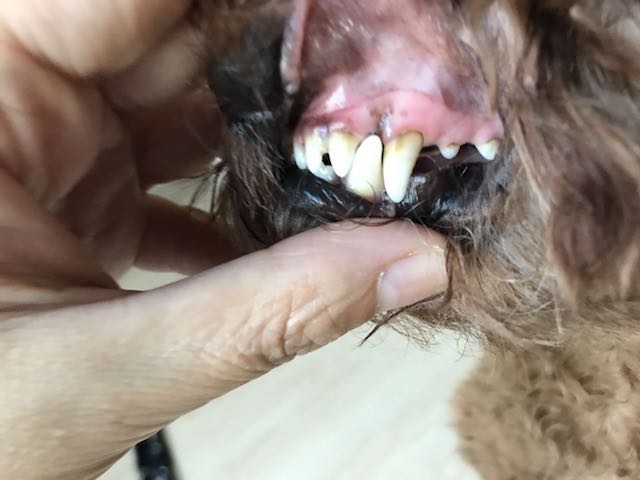 在家狗狗牙结石怎样去除最有效,狗狗牙结石口臭