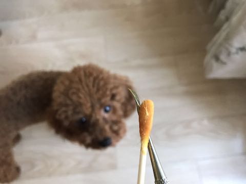 在家狗狗牙结石怎样去除最有效,狗狗牙结石口臭