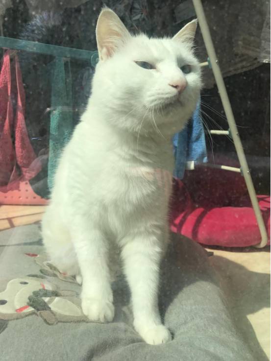 iphonexfaceid用不了了,iphonexfaceid不可用