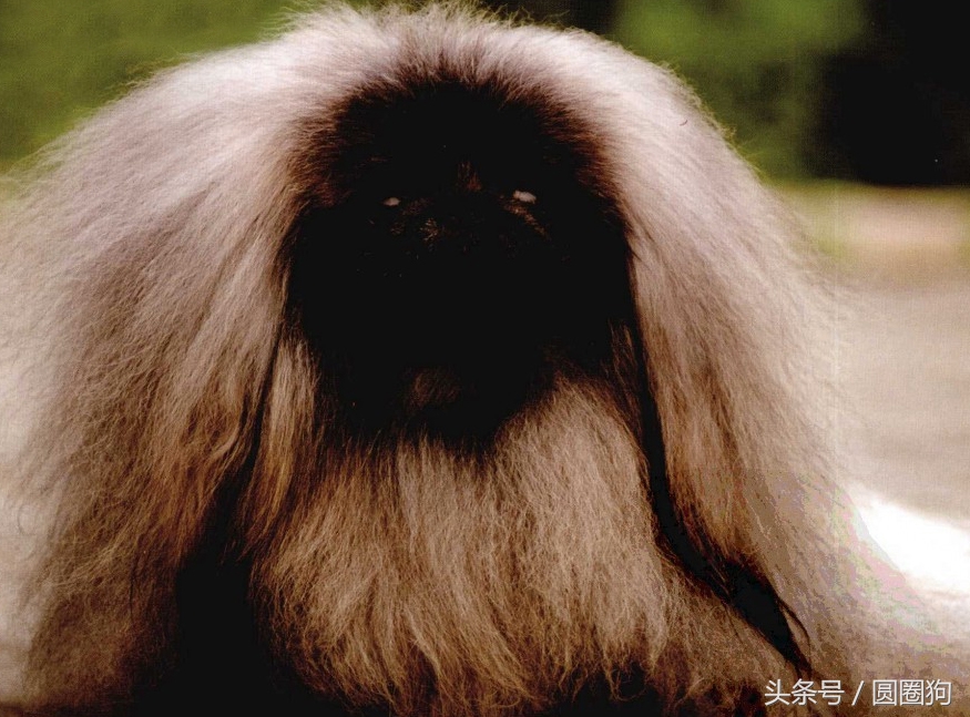 北京名犬京巴犬,皇室的北京犬