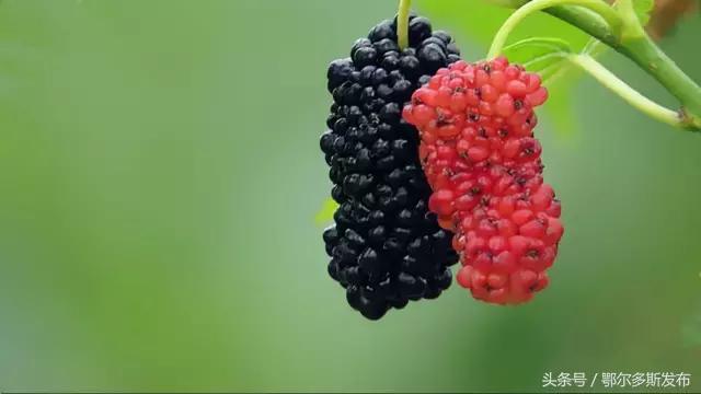 秋后五种金牌水果,入秋后多吃这些水果是最养人的