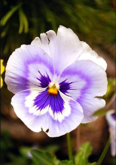 三色堇的养殖方法和注意事项,三色堇花大全