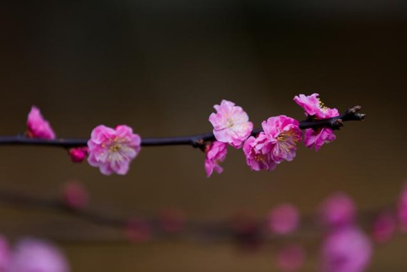 被6个月大的小狗咬到要打狂犬么,四个月小狗咬了人用打狂犬疫苗吗