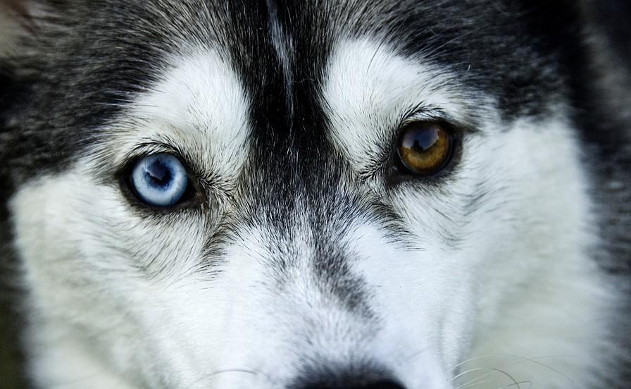 纯种二哈特征,怎么辨别纯种二哈