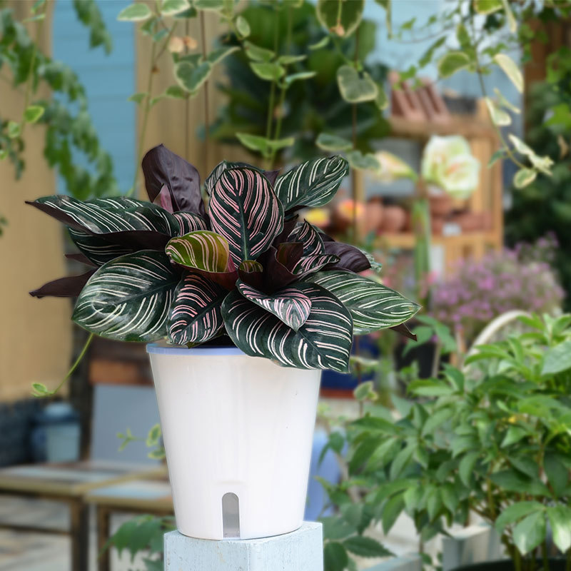 盆花烂根解决小妙招,绿植脱水怎么补救