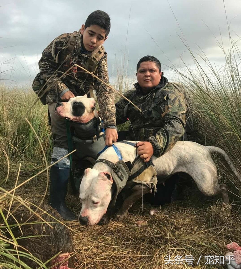 獠牙就是勋章，血染白甲的杜高犬，为狩猎而生，为狩猎而死