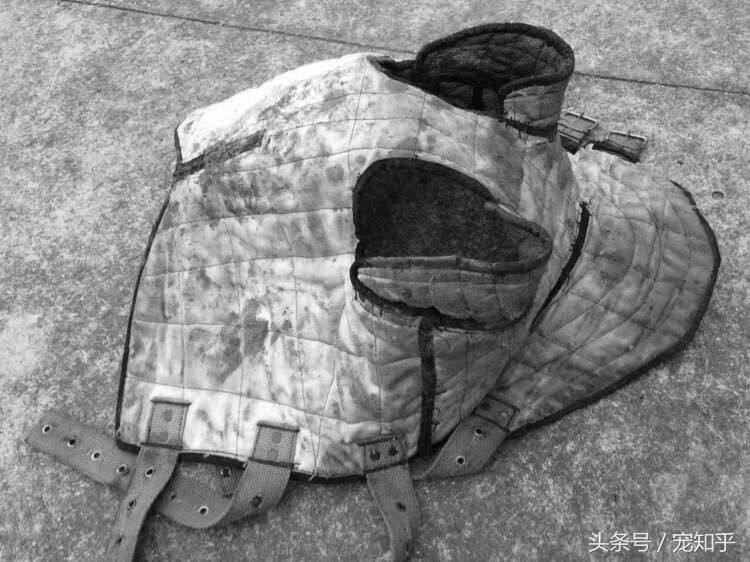 獠牙就是勋章，血染白甲的杜高犬，为狩猎而生，为狩猎而死