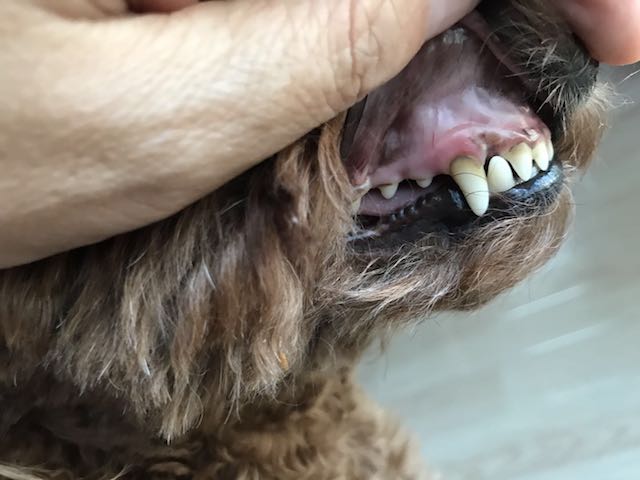 在家狗狗牙结石怎样去除最有效,狗狗牙结石口臭