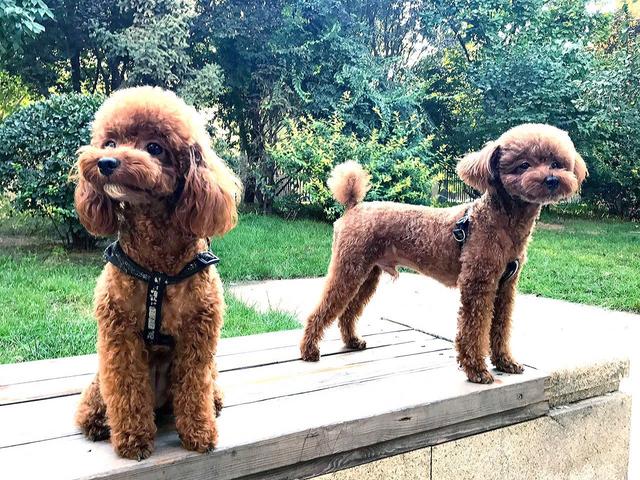 在家狗狗牙结石怎样去除最有效,狗狗牙结石口臭