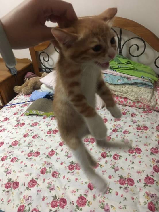 iphonexfaceid用不了了,iphonexfaceid不可用