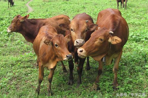 养牛各种痢疾治疗,养牛胃肠疾病怎么治