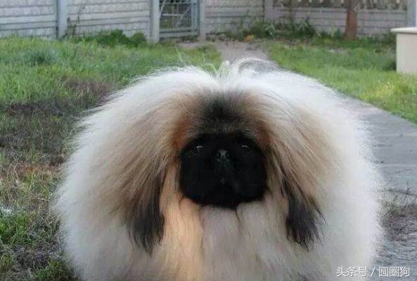 北京名犬京巴犬,皇室的北京犬