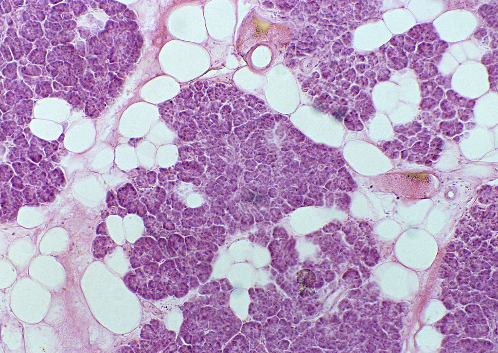 生命的存在形式,生命存在的几种形式