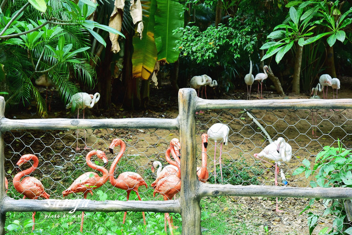 天堂很远中国很近,天堂很远扎西尼玛