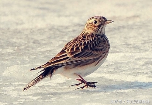 想养一只小鸟好吗,想养一只鸟