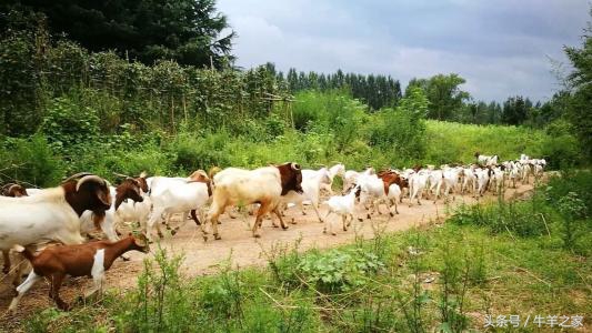 养羊农药中毒怎么治,放母羊中毒了怎样解救