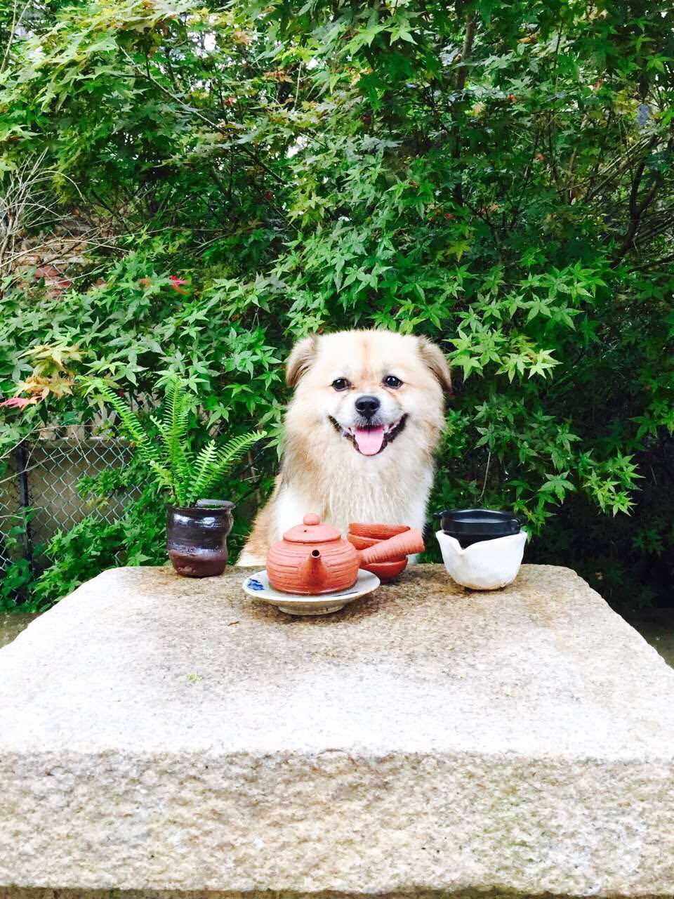 被6个月大的小狗咬到要打狂犬么,四个月小狗咬了人用打狂犬疫苗吗