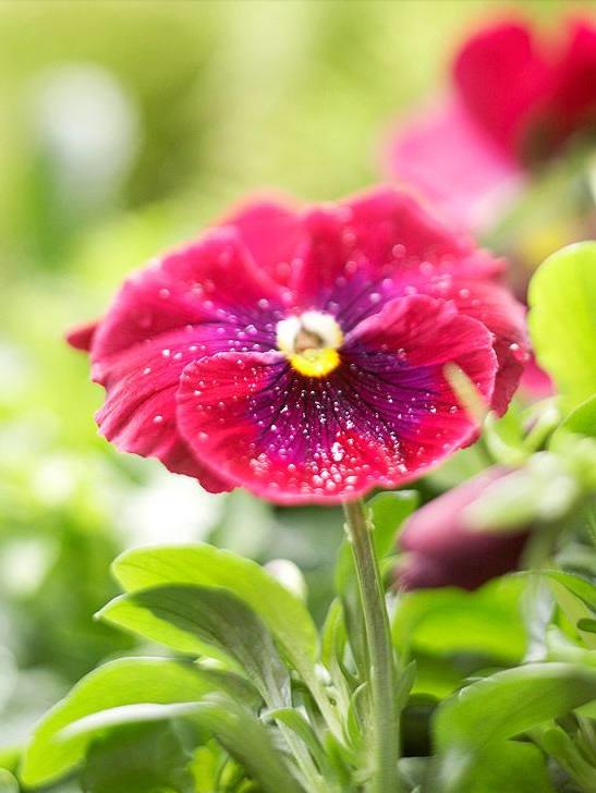 三色堇的养殖方法和注意事项,三色堇花大全