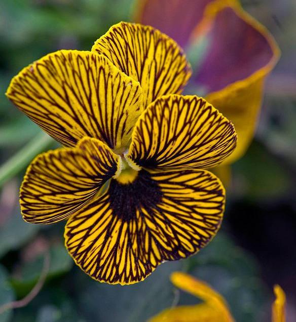 三色堇的养殖方法和注意事项,三色堇花大全