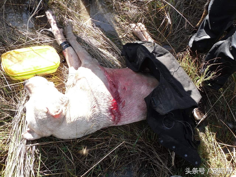 獠牙就是勋章，血染白甲的杜高犬，为狩猎而生，为狩猎而死